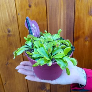 Mucholapka podivná (Dionaea muscipula) - Ø 15 cm, kont. C1L 